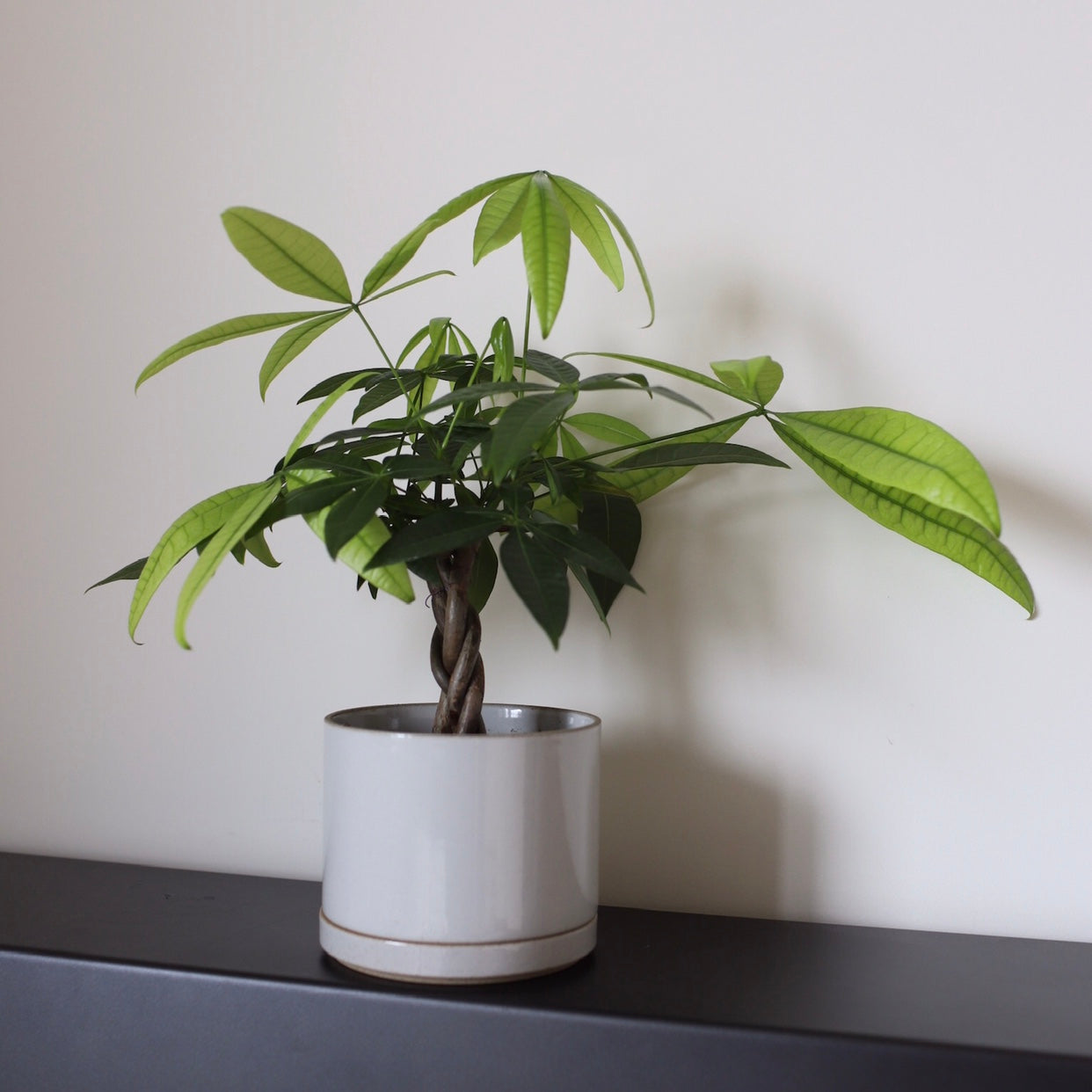Hasami Porcelain - Planter Set L / Gross Gray